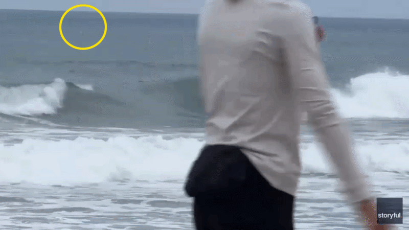 Coastal Risk Reimagined: Southern California Shark Encounters & Management Dynamics