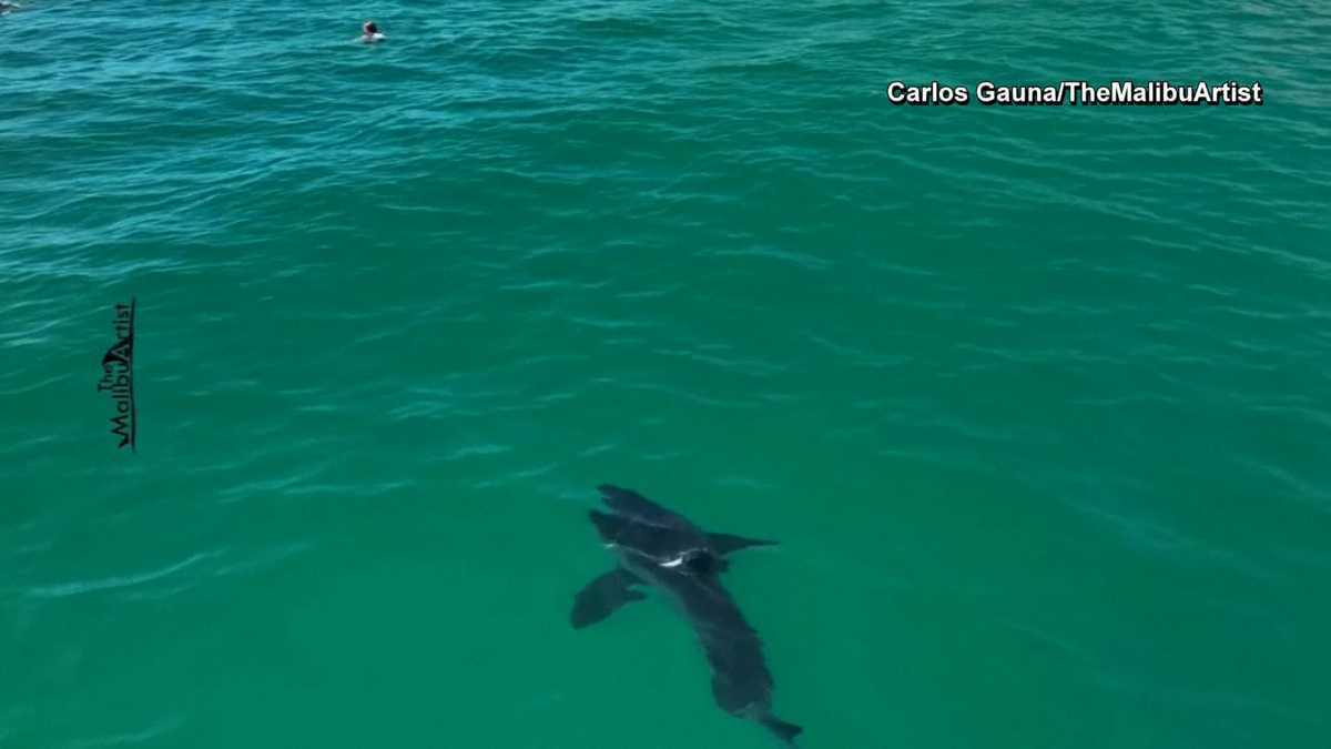 California Great White Shark Sightings Test Coastal Safety Protocols
