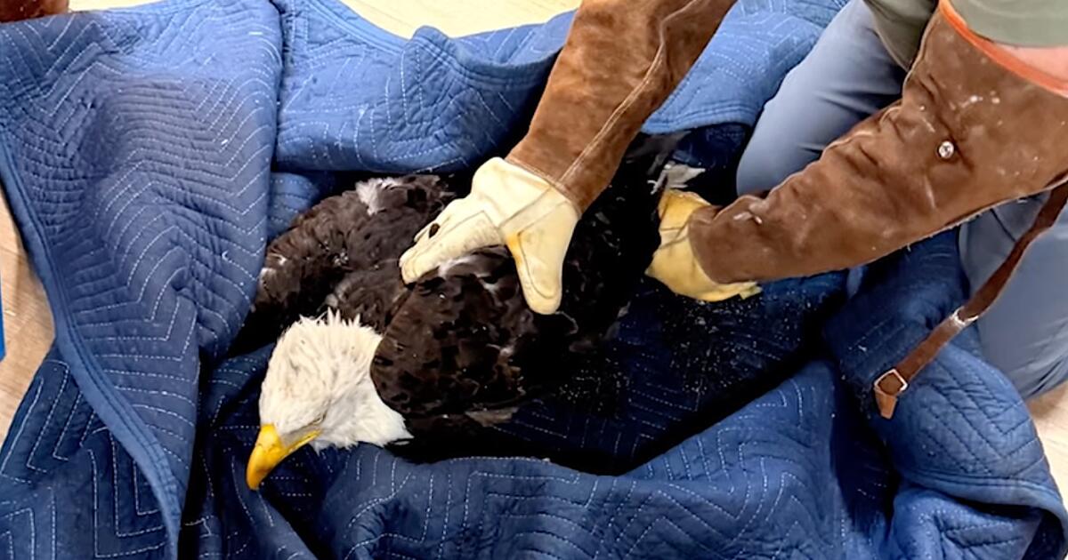 Big Bear Bald Eagle Jackie Critical: Toxicological Screening Underway