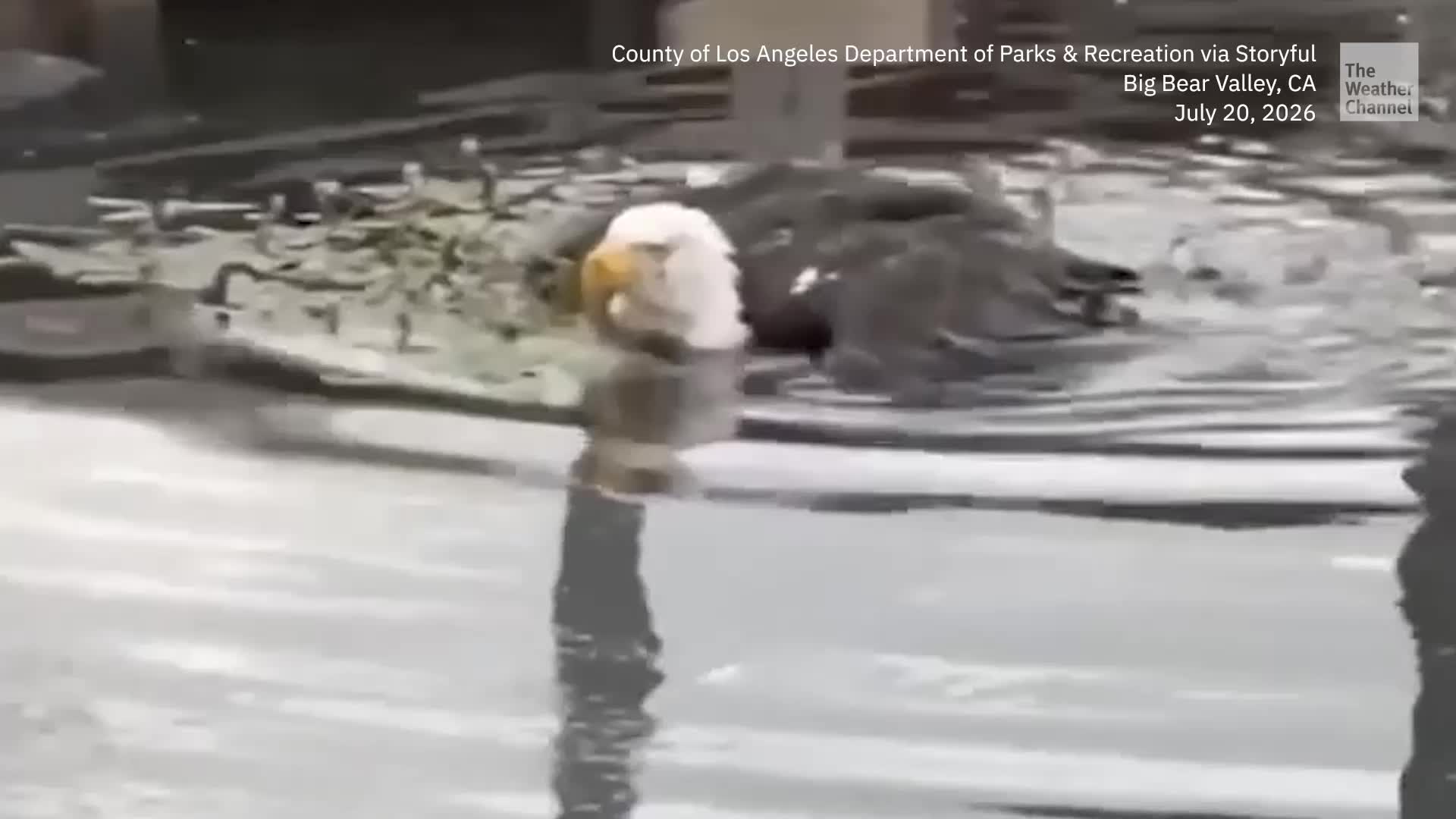 Bald Eagle Rescue Exposes Complexities of Wildlife Conservation
