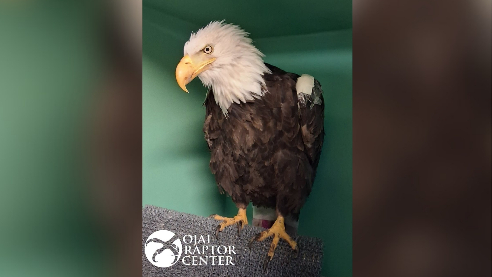 Beloved Bald Eagle Jackie Dies After Intensive Care for Prolonged Illness