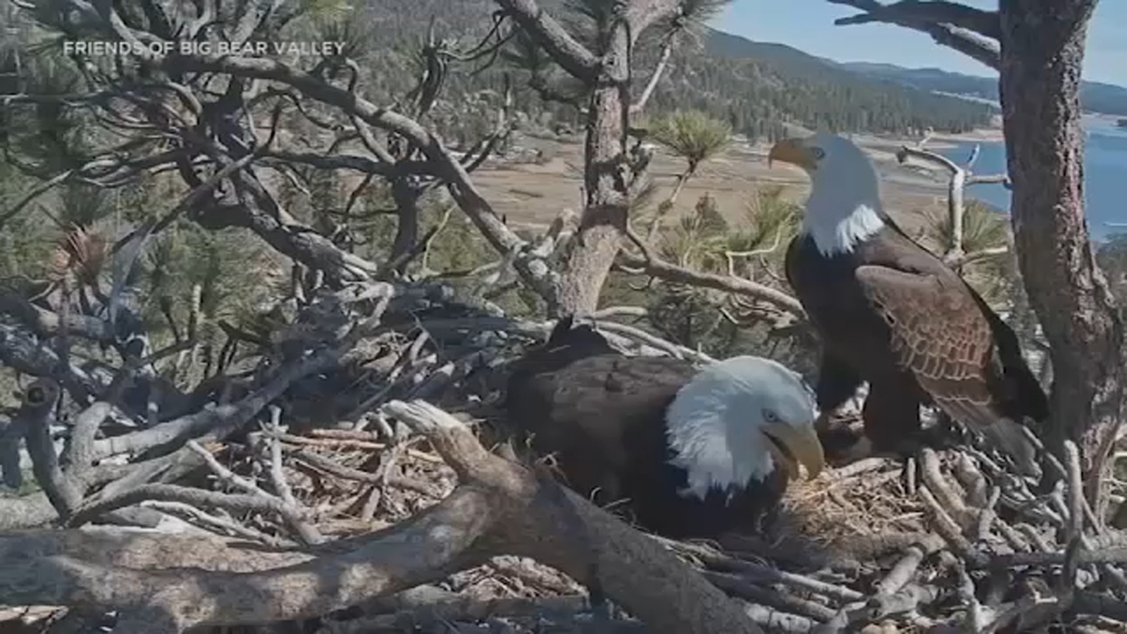 Jackie the Big Bear Bald Eagle Dies of Severe Anemia at Ojai Raptor Center