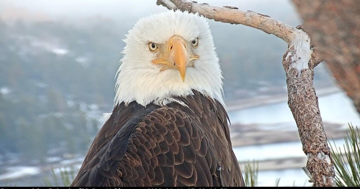 Beloved Bald Eagle Jackie Dies After Intensive Care for Prolonged Illness
