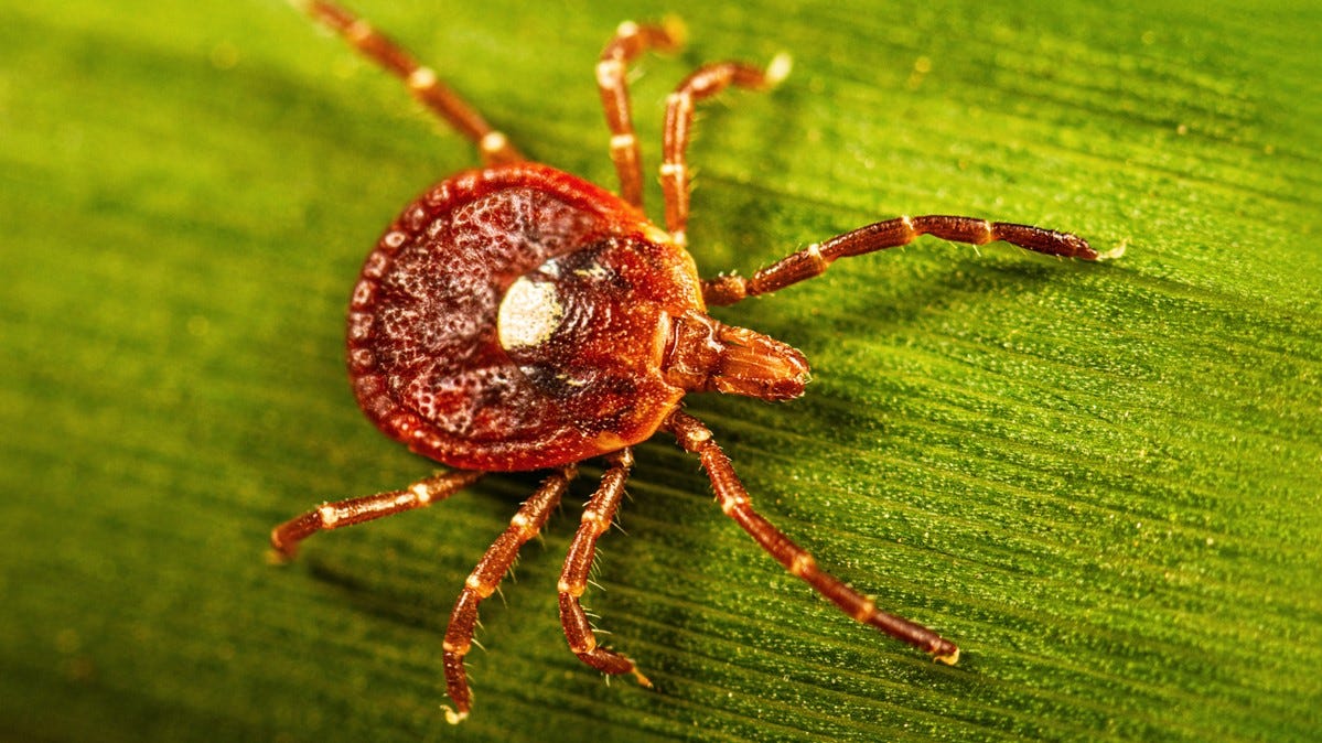 New York Confirms First Case of Untreatable Bourbon Virus