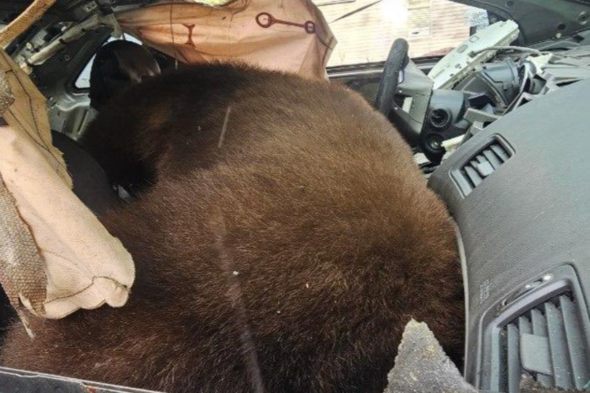 Systemic Risk at the Urban-Wildland Interface: Analyzing Colorado’s Surge in Human-Bear Conflict