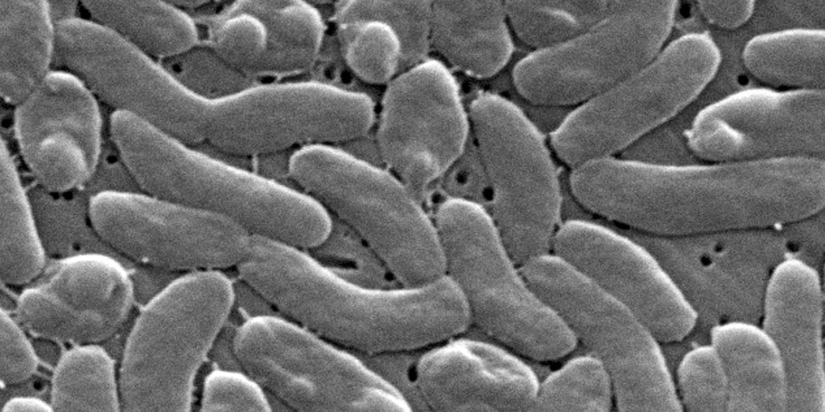 2026 Louisiana Vibrio Crisis: Epidemiological Shifts and Coastal Economic Risks