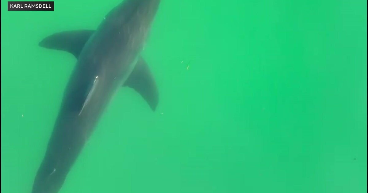 Maine Beach Closures and Monitoring Increase After Great White Shark Encounters