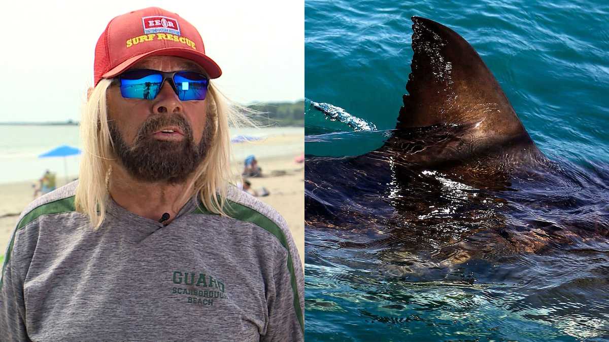 Maine Lifeguard Encounter Signals Rising Shark Presence and Coastal Management Shifts