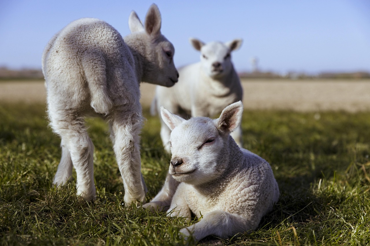 CeeDee Lamb Burglary Highlights Structural Security Risks in Pro Sports