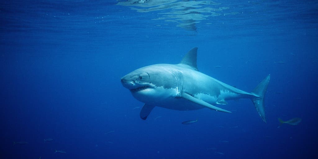 Maine Beach Closures and Monitoring Increase After Great White Shark Encounters