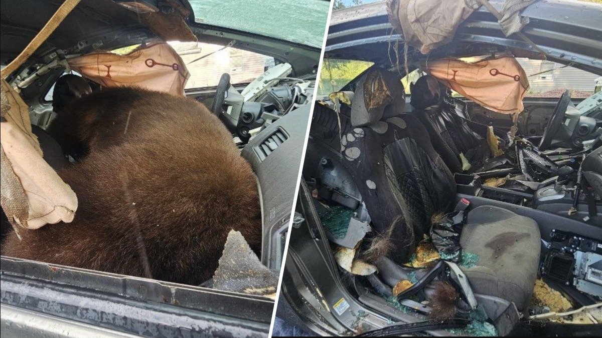 Systemic Risk at the Urban-Wildland Interface: Analyzing Colorado’s Surge in Human-Bear Conflict