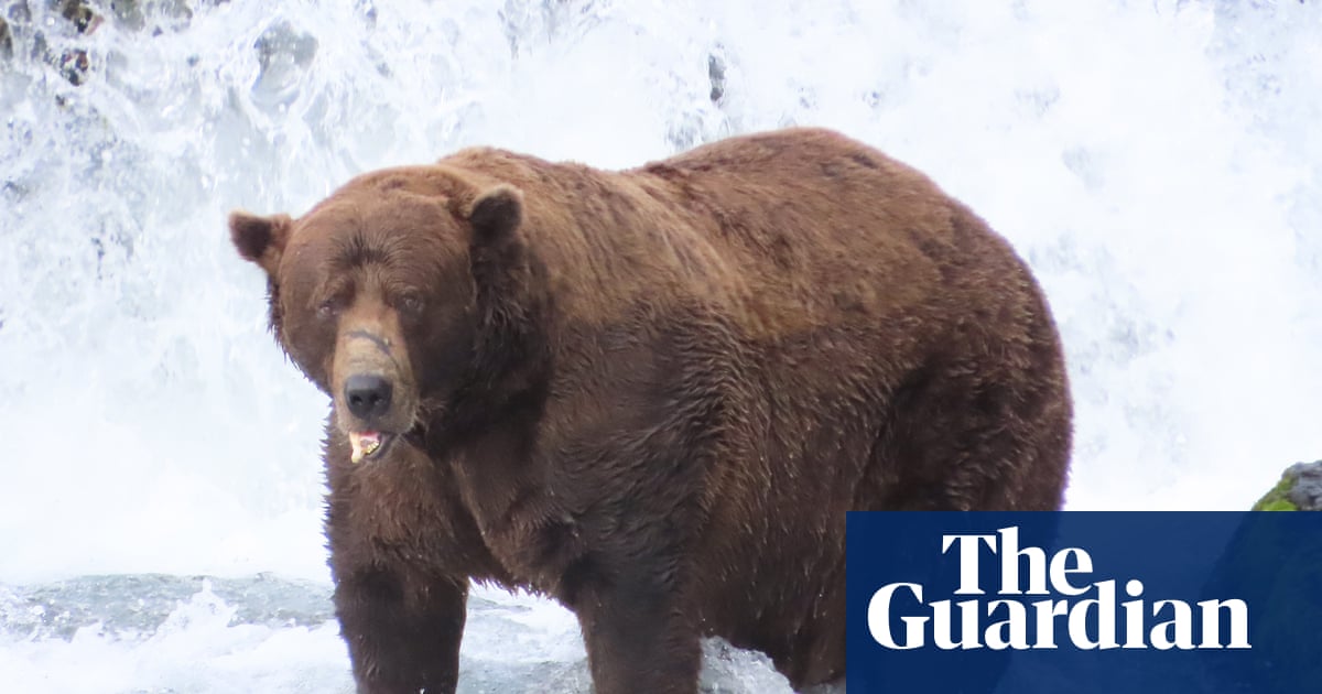 Katmai National Park Launches Fat Bear Week: Tracking Brooks River Brown Bear Hyperphagia