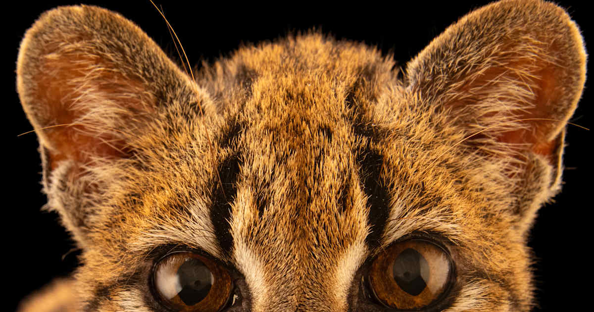 First New Cat Species in Over a Century, *Leopardus tilcayo*, Unveils Biodiversity Blind Spots