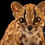 First New Cat Species in Over a Century, *Leopardus tilcayo*, Unveils Biodiversity Blind Spots