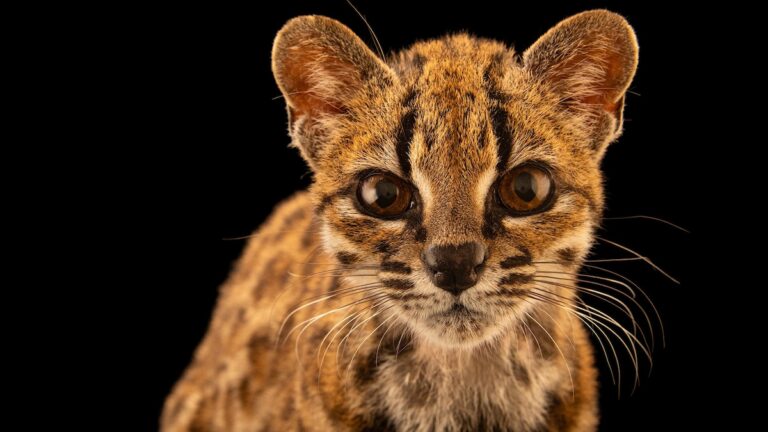First New Cat Species in Over a Century, *Leopardus tilcayo*, Unveils Biodiversity Blind Spots
