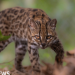 Bolivia’s Yungas Yields First New Wild Cat Species in a Century: Leopardus tilcayo