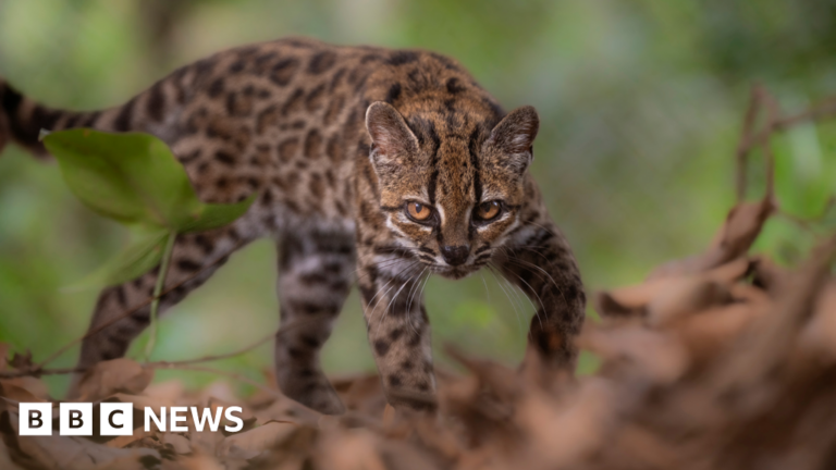 Bolivia’s Yungas Yields First New Wild Cat Species in a Century: Leopardus tilcayo