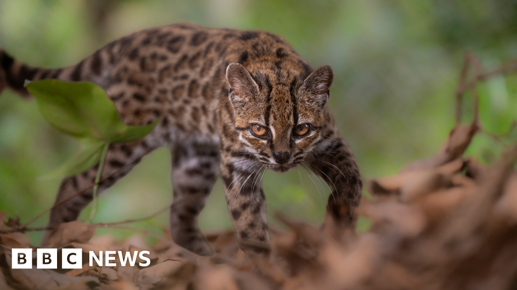 Bolivia's Yungas Yields First New Wild Cat Species in a Century: Leopardus tilcayo