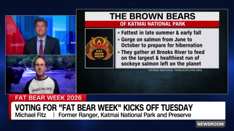 Katmai National Park Launches Fat Bear Week: Tracking Brooks River Brown Bear Hyperphagia