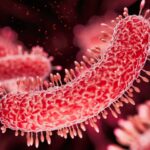 Sexually Transmitted XDR Shigella in the US: Surveillance and Clinical Resistance