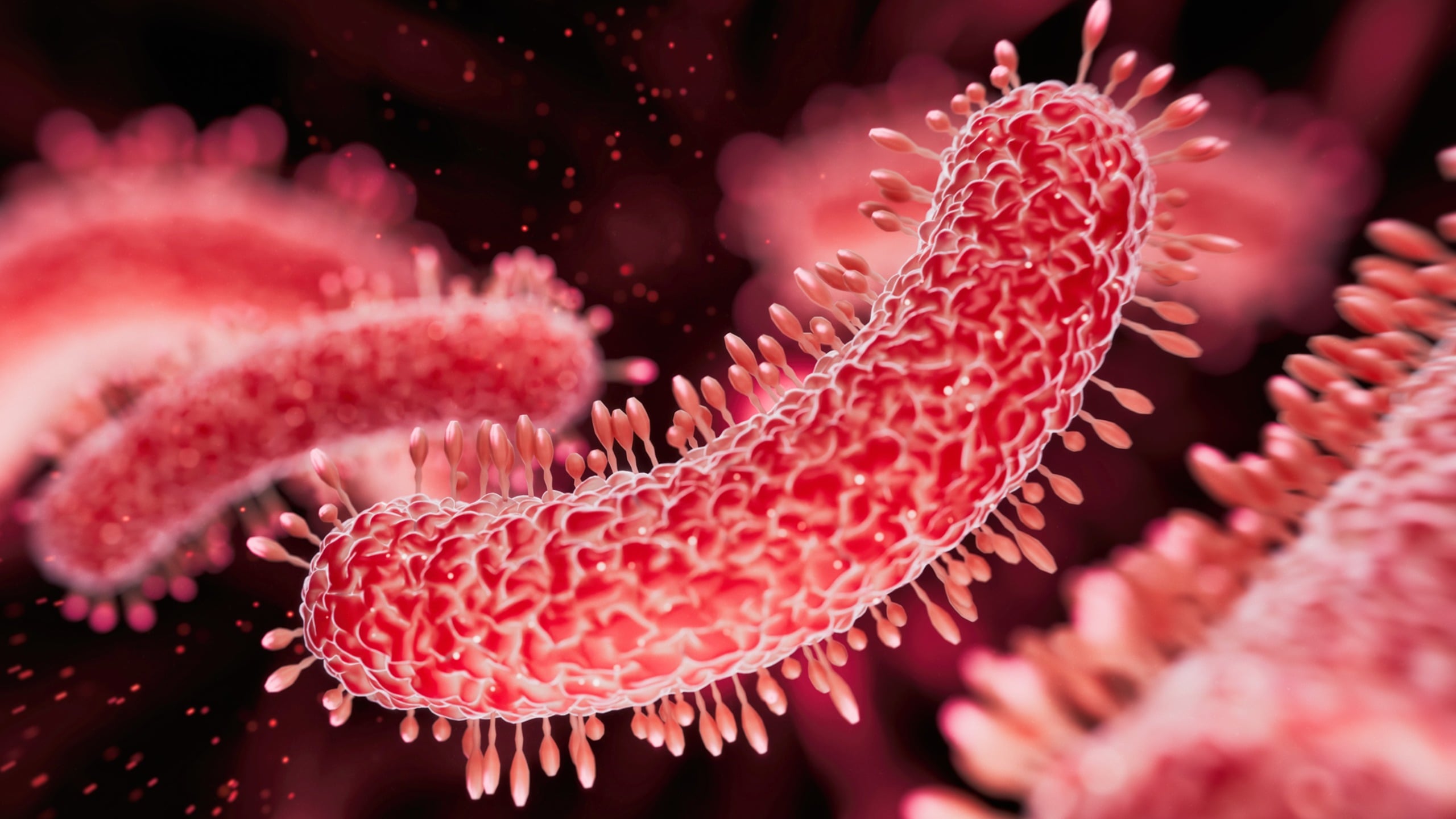 Sexually Transmitted XDR Shigella in the US: Surveillance and Clinical Resistance