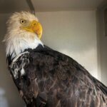 Necropsy Confirms Highly Pathogenic Avian Influenza in Big Bear Bald Eagle Jackie