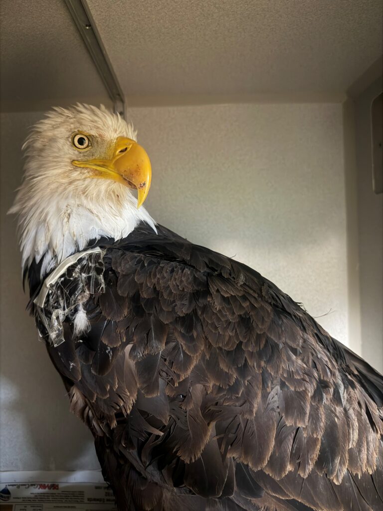 Necropsy Confirms Highly Pathogenic Avian Influenza in Big Bear Bald Eagle Jackie