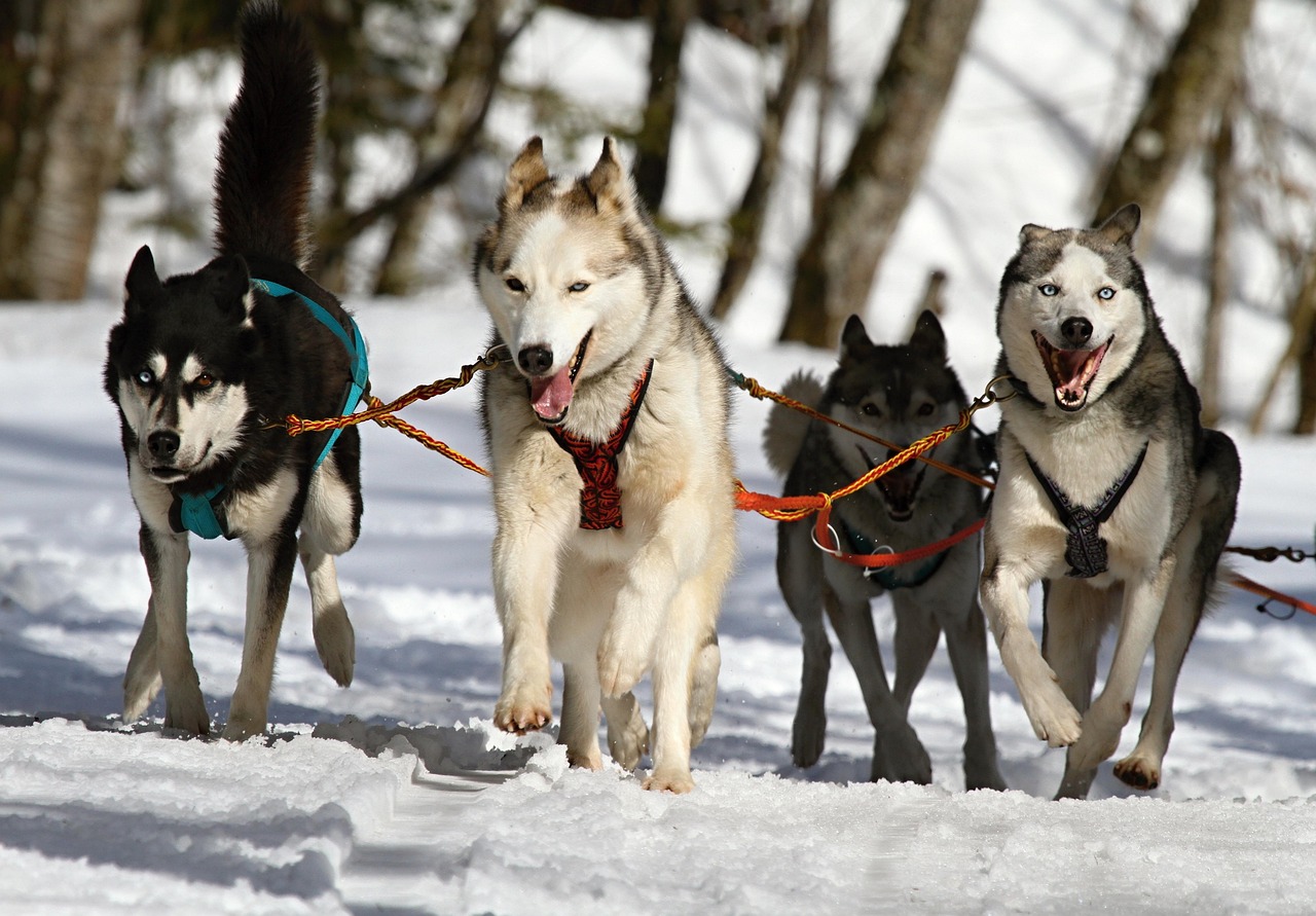 Washington Huskies - Photo by violetta