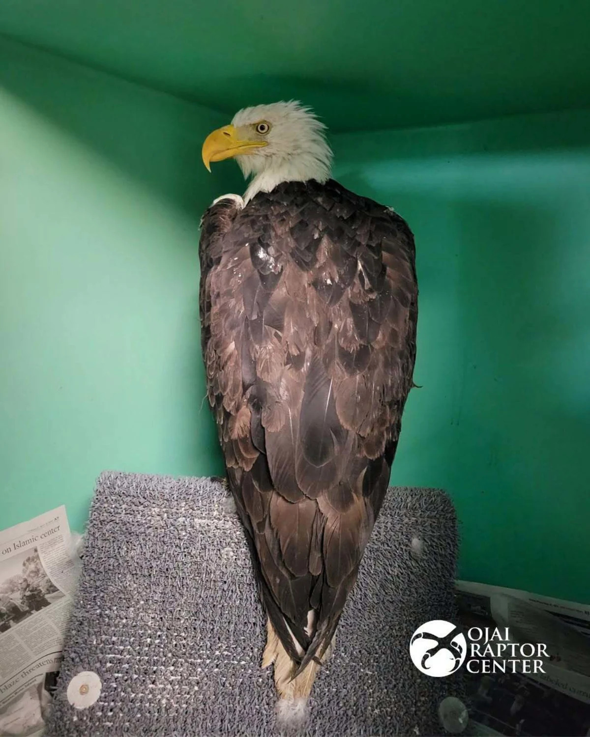 Necropsy Confirms Highly Pathogenic Avian Influenza in Big Bear Bald Eagle Jackie